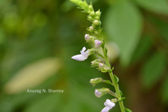 Plectranthus mollis